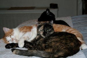 Catch Your Cat Etc Jordana's Kitties